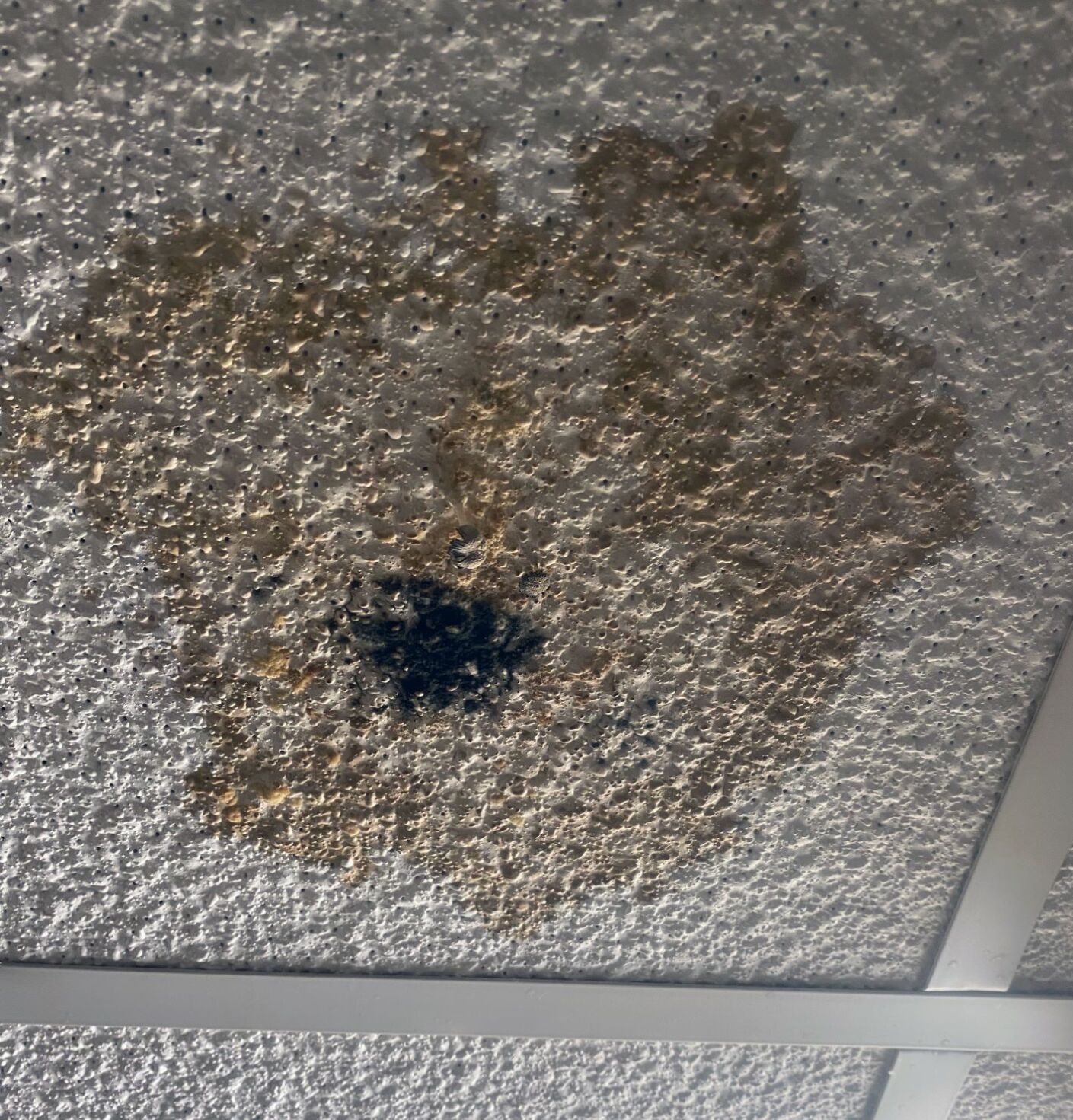 Mold Daily Gamecock 3